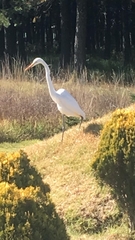 Ardea alba