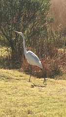 Ardea alba