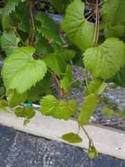 Vitis riparia