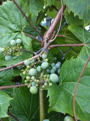 Vitis riparia