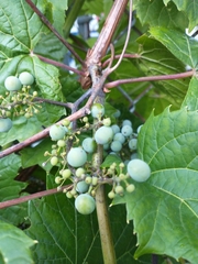 Vitis riparia