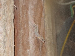 Gonatodes caudiscutatus