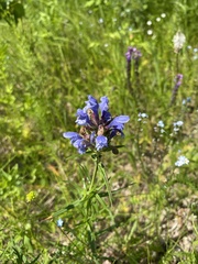 Dracocephalum ruyschiana