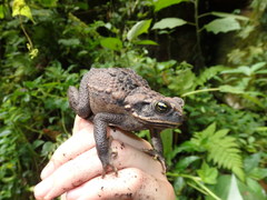 Rhinella poeppigii