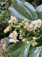 Miconia oerstediana