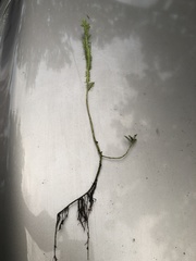 Proserpinaca pectinata