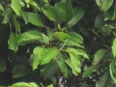 Chloropsis cyanopogon