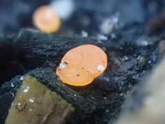 Pulvinula archeri