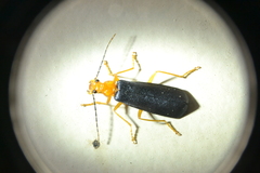 Podabrus fayi