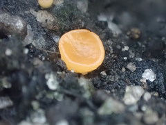 Pulvinula archeri