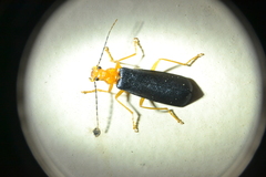 Podabrus fayi