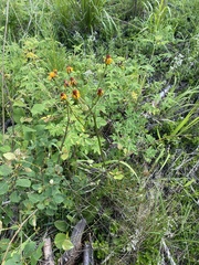 Tephroseris porphyrantha