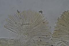 Pulvinula archeri
