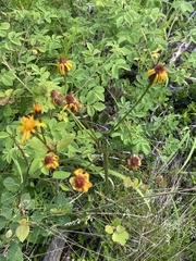 Tephroseris porphyrantha