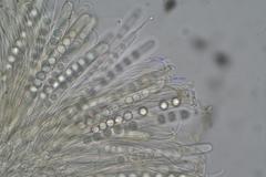 Pulvinula archeri