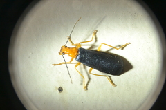 Podabrus fayi