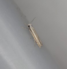 Polyhymno luteostrigella