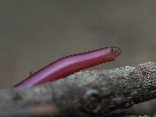 Sand Worm Snake