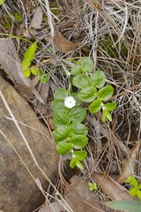 Evolvulus prostratus