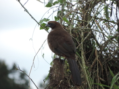 Ortalis squamata