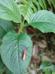 Ricolla quadrispinosa