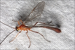 Dicamptus fuscicornis