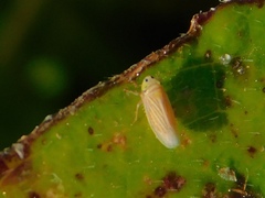 Graminella villica