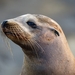 California Sea Lion - Photo (c) Andrew Newmark, some rights reserved (CC BY-NC), uploaded by Andrew Newmark