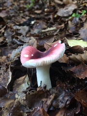 Russula roseopileata