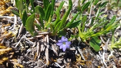 Gentianinae