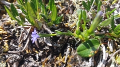 Gentianinae