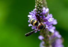 Epeolus bifasciatus
