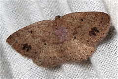Casbia melanops