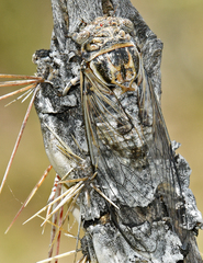 Diceroprocta eugraphica