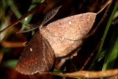 Casbia melanops