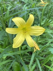 Hemerocallis minor