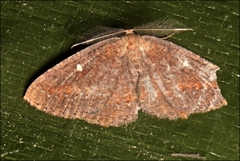 Casbia melanops