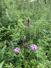 Lilium martagon pilosiusculum