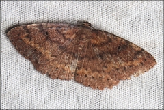Casbia melanops