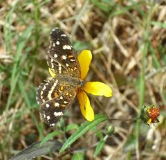Anthanassa ptolyca amator
