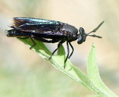 Phyllomydas phyllocerus