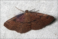 Casbia melanops