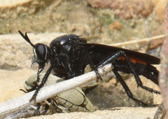 Ospriocerus aeacus
