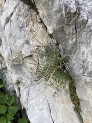 Musineon tenuifolium