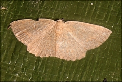 Casbia melanops