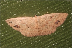 Casbia melanops