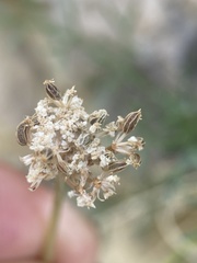Musineon tenuifolium