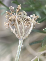 Musineon tenuifolium