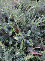 Erica carnea