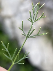 Musineon tenuifolium